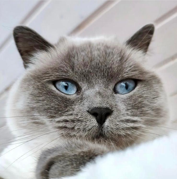 lo zampino - razza british shorthair