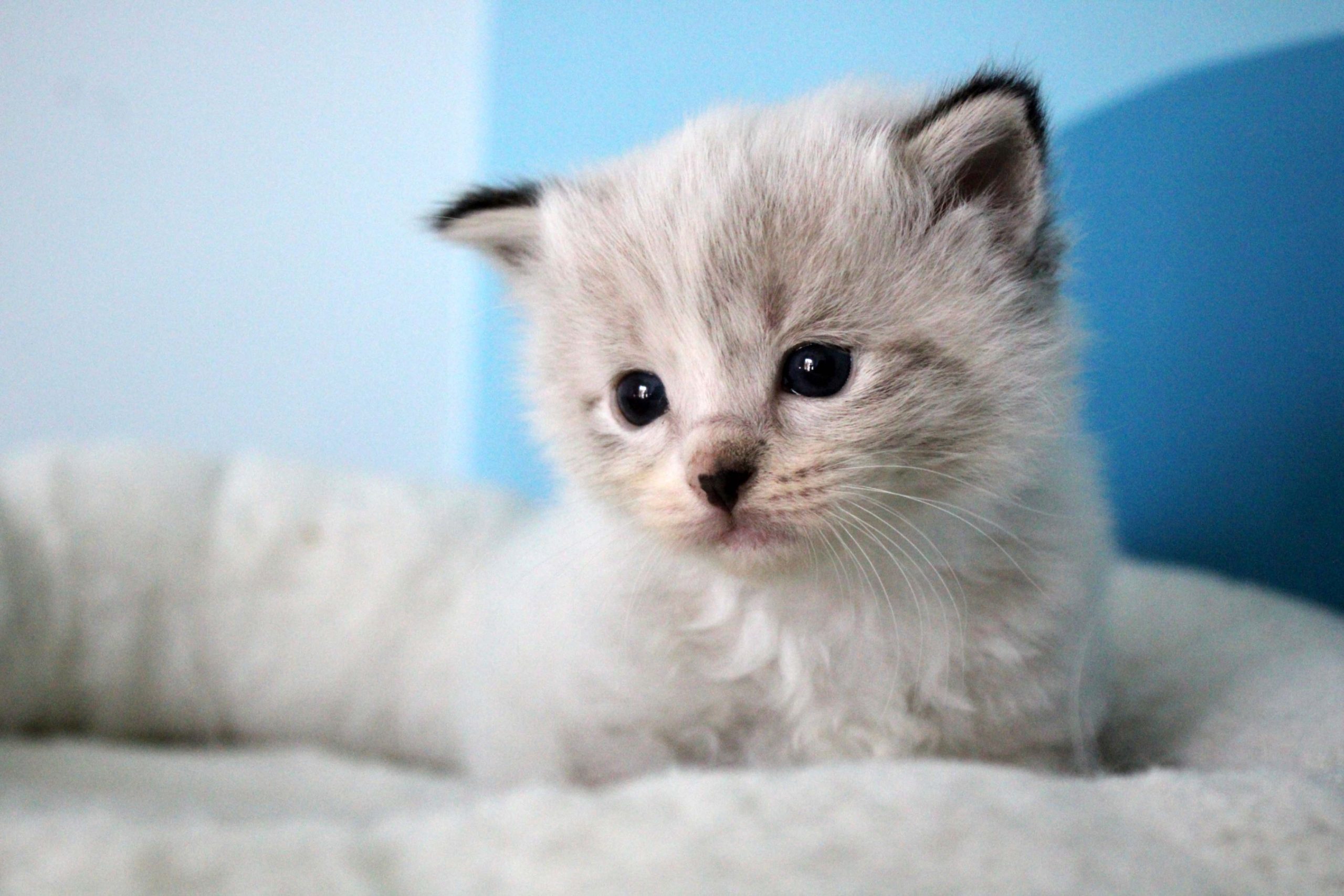 Allevamento gatti Ragdoll e British